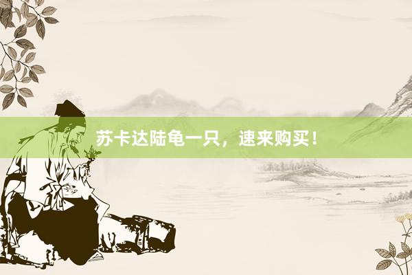 苏卡达陆龟一只，速来购买！